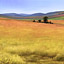 Golden Field