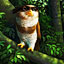 Spot-bellied Eagle-owl