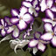 Violets